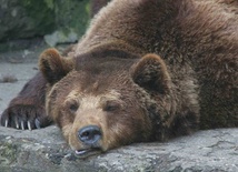 Niedźwiedź zaatakował turystów w Tatrach