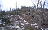 Zakopane po halnym