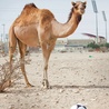 Pierwsze Mistrzostwa Świata w Piłce Nożnej organizowane na Bliskim Wschodzie – w Katarze w 2022 roku – mają przyćmić wszystkie dotychczasowe imprezy sportowe