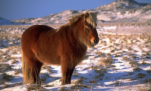 Koń islandzki Kraina ognia i lodu