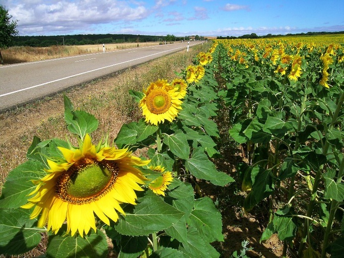 Camino Aragońskie i Francuskie