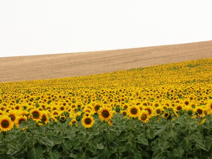 Camino Aragońskie i Francuskie