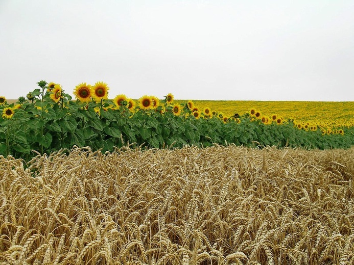 Camino Aragońskie i Francuskie