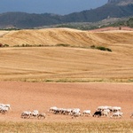 Camino Aragońskie i Francuskie