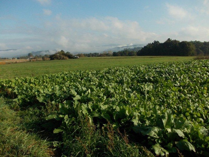 Camino Fonseca