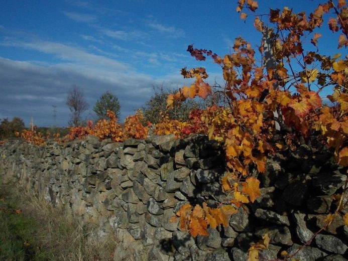 Camino Fonseca