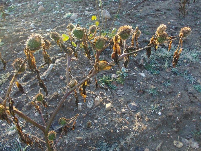 Camino Fonseca