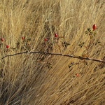 Camino Fonseca