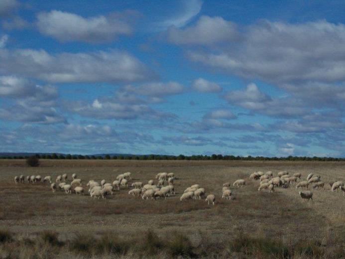 Camino Fonseca