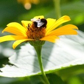 W ostatnich latach nasila się zjawisko wymierania pszczół miodnych i innych owadów zapylających