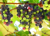 Rabbi Juda bar Ilai powiedział, że Adam i Ewa zjedli z krzewu winoro­śli, ponieważ wino (alko­hol) symbolizuje dobro i zło