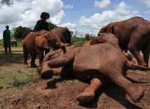 Duchowni bronią słoni