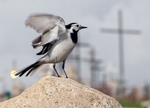 1 kwietnia Międzynarodowy Dzień Ptaków