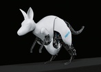 Robo kangur