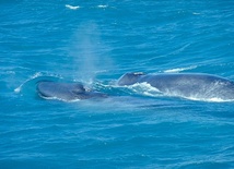 "Naukowo" zabito 251 płetwali błękitnych