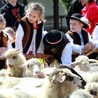 Redyk owiec w Bieszczadach i Beskidzie Niskim