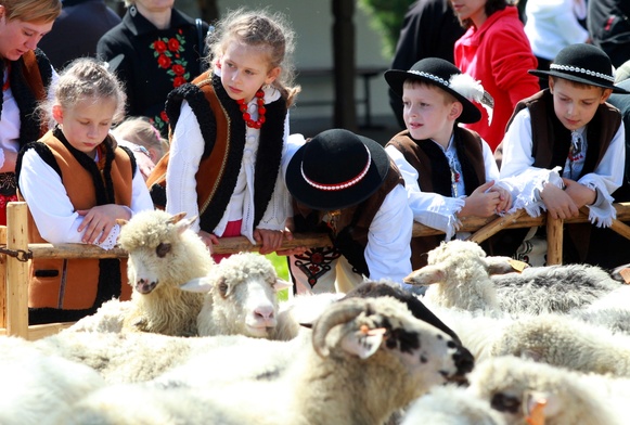 Redyk owiec w Bieszczadach i Beskidzie Niskim