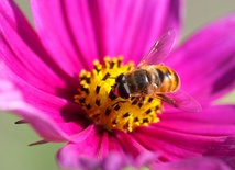 W Polsce żyje ponad 470 gatunków pszczół, z czego ponad 220 znajduje się w Czerwonej Księdze Gatunków Zagrożonych