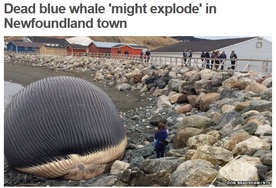 Czy wieloryb wybuchnie?