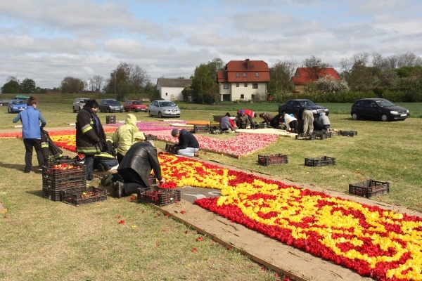 Żuławski Tulipan