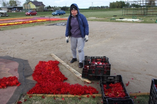 Żuławski Tulipan