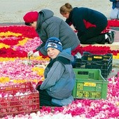 Mieszkańcy gminy układają kompozycję kwiatową całymi rodzinami