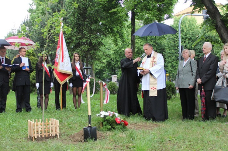 Dąb Pamięci st. post. Józefa Szarka w Oświęcimiu