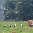 Niezwykły sejmik bocianów