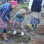 "Festiwal Ziemniaka" w Muzeum Wsi Radomskiej