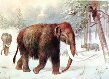 Mamut z Bełchatowa przebadany
