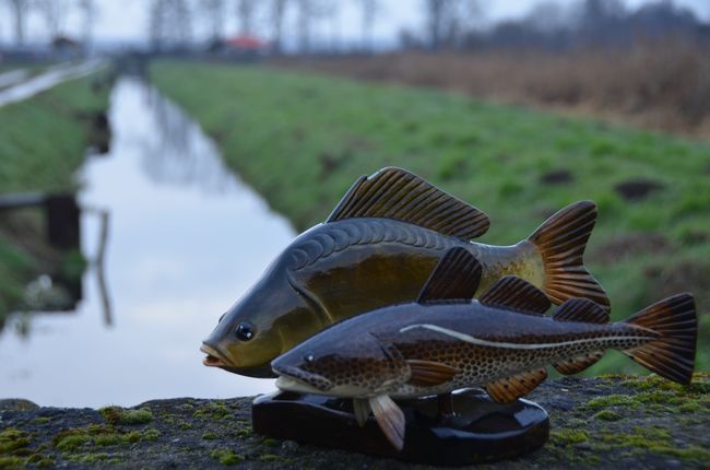 Połów karpi w Rytwianach 