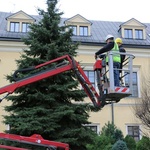 Strojenie świerka papieskiego