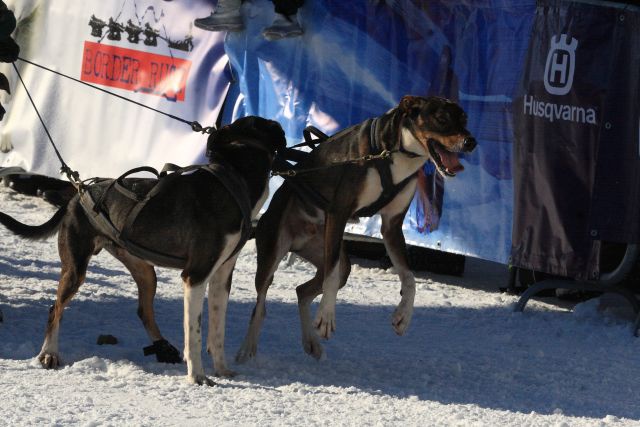 Wyścigi psich zaprzęgów