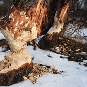 W osiąganiu coraz to nowych terytoriów tym zwierzętom pomaga polskie prawo, które zakazuje ich tępienia. Nieznane były na Dolnym Śląsku do lat 80. ub. wieku, dziś są tak powszechne jak sarny i dziki