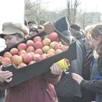 Jabłka w Brzesku