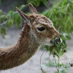 Warszawskie ZOO