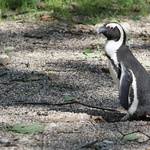 Warszawskie ZOO