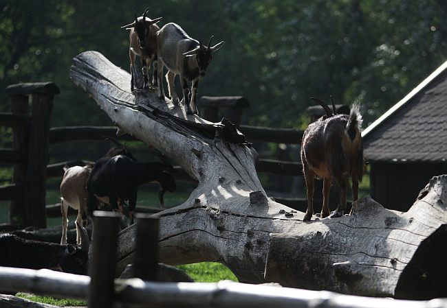 Warszawskie ZOO