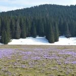 Krokusy w Chochołowskiej