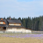 Krokusy w Chochołowskiej