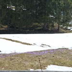 Krokusy w Chochołowskiej