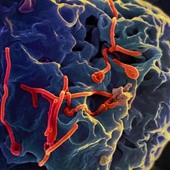 Katolicy na pierwszej linii walki z ebolą