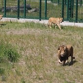 Gdańskie lwice są w ciąży 