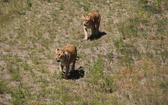 Lwice z gdańskiego ZOO są w ciąży 