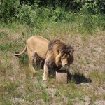 Lwice z gdańskiego ZOO są w ciąży 