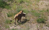 Lwice z gdańskiego ZOO są w ciąży 