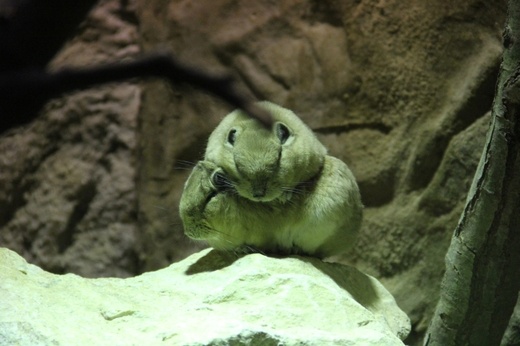 Lwice z gdańskiego ZOO są w ciąży 