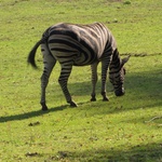 Lwice z gdańskiego ZOO są w ciąży 