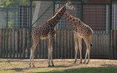 Lwice z gdańskiego ZOO są w ciąży 