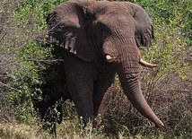 Ludzie korzystaja z ochrony słoni